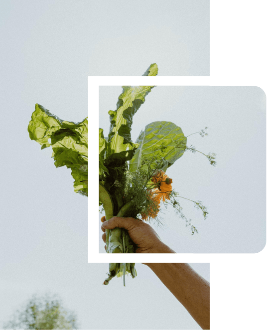 Aerial view of Cardiff Tiny Farm