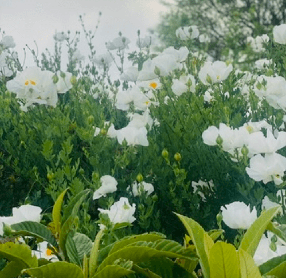 What the Farm Taught Me About Beauty