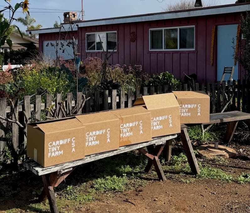 Cardiff Tiny Farm CSA box packed with produce