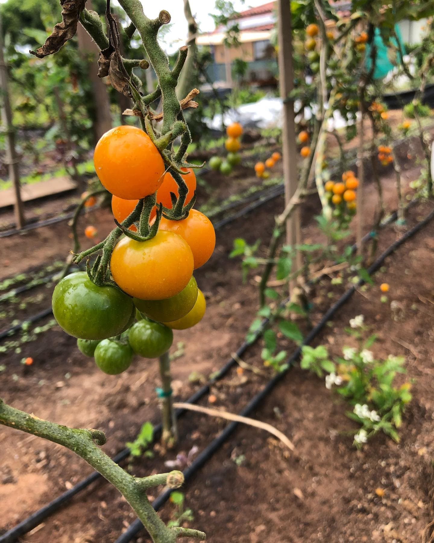 Cherry tomatoes on vine