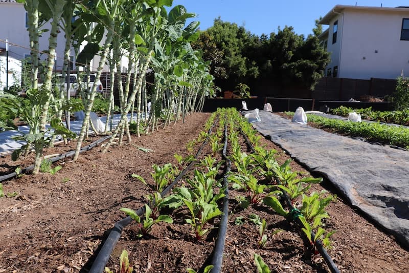 The Soil Is Dead, Long Live the Soil