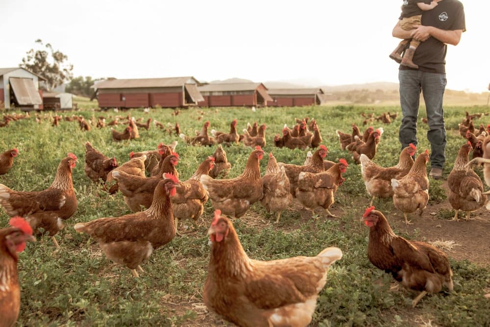 I Stand With Happy Hens