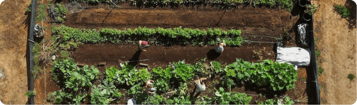 Aerial view of people working in garden rows at Cardiff Tiny Farm, with the farm name in bold white text